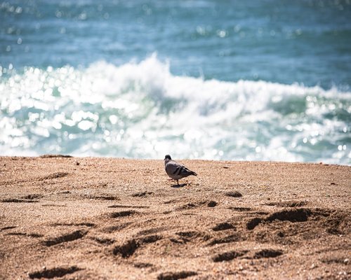 Calm ocean waves and sand beach scene